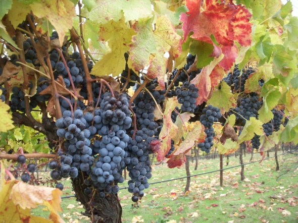 Merlot vines ripe for harvest