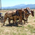 Hanley Horse Plow Action on July 9 See these great photos and VIDEO of the awesome Hanley Farm Horse Plow on July 9...
