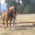 What a thrill it was to watch the Hanley team thresh the wheat! Our next task was to press and...
