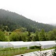 MEET YOUR FARMER – Barking Moon Farm  Barking Moon Farm is an organic family farm located in the Thompson Creek...