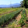 Young Farmers continue to make history at Hanley Farm...