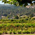 Ed and Nancy have 22 acres of pears, 50 acres of hay and 70 acres in pasture...