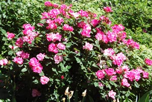 Salvadori Garden Roses