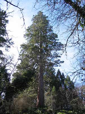 On March 22, 1862, the day of his son Emil’s birth, Peter Britt planted this Giant Sequoia by his home.