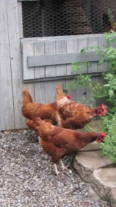 hickey-chickens