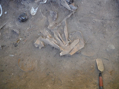 A cluster of pig jaws in place during the excavation.