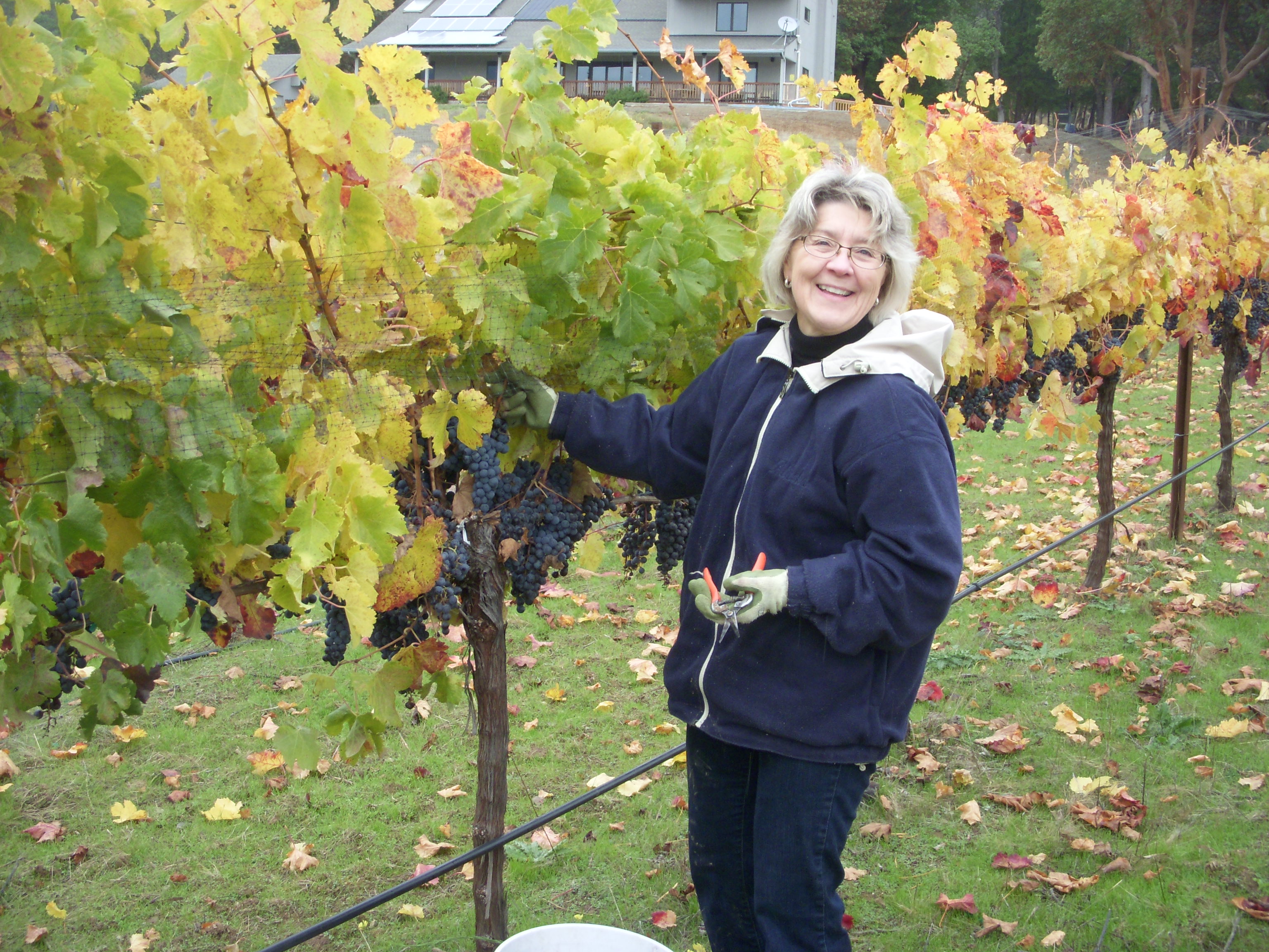 Ann Marie picking grapes