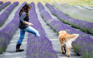 Sue Owen and Cooper of The English Lavender Farm