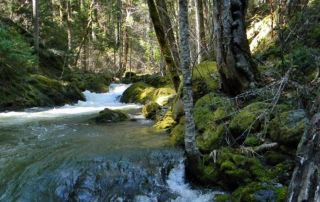 Middle Fork by Pam Sewell