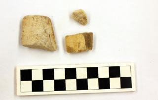 A small sample of the cuttlefish bones recovered from the Jacksonville Chinese Quarter site.